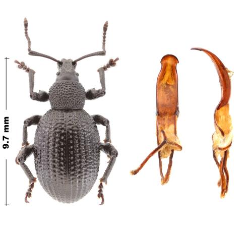 Réf. 297 185 : Otiorhynchus lugens